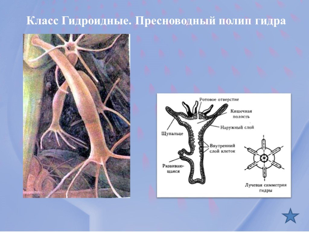 Kraken актуальные ссылки официальный сайт